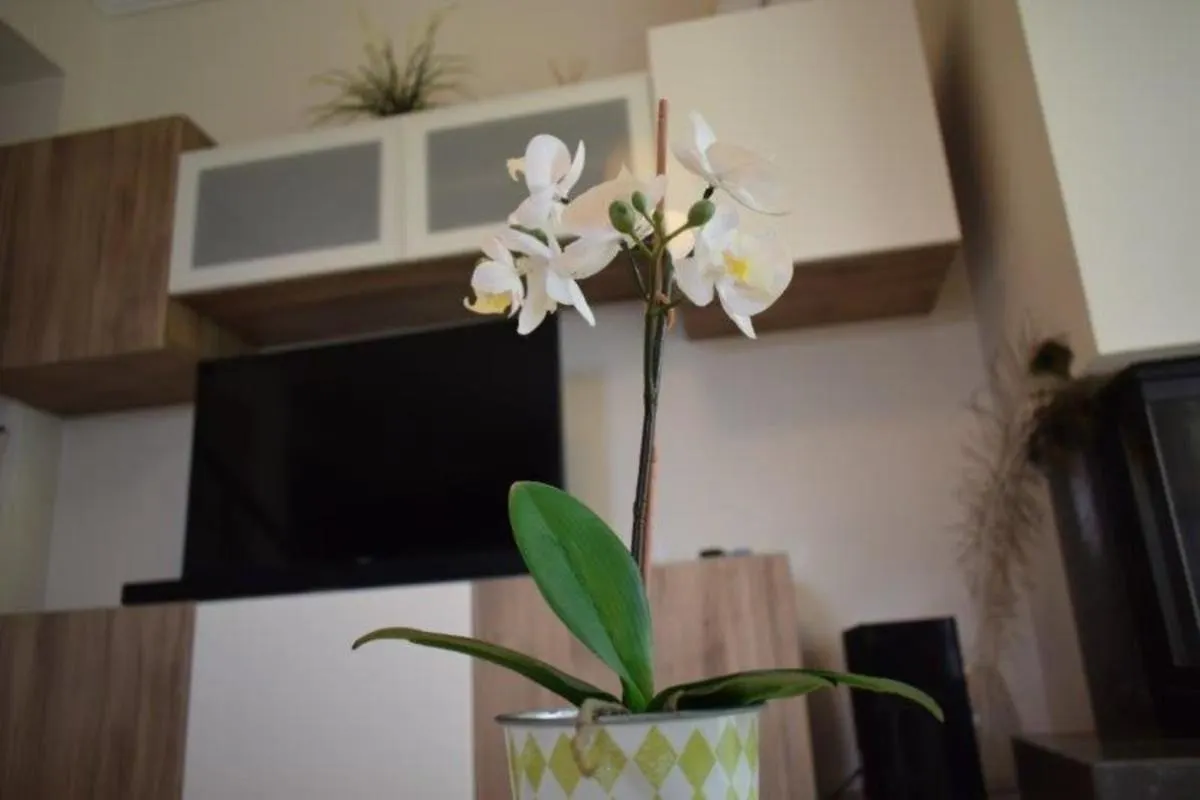 Aegean Pearl Nikiti Villa